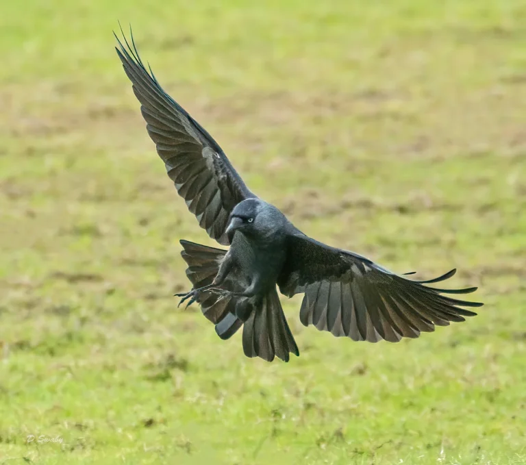 Bird Gallery 2021