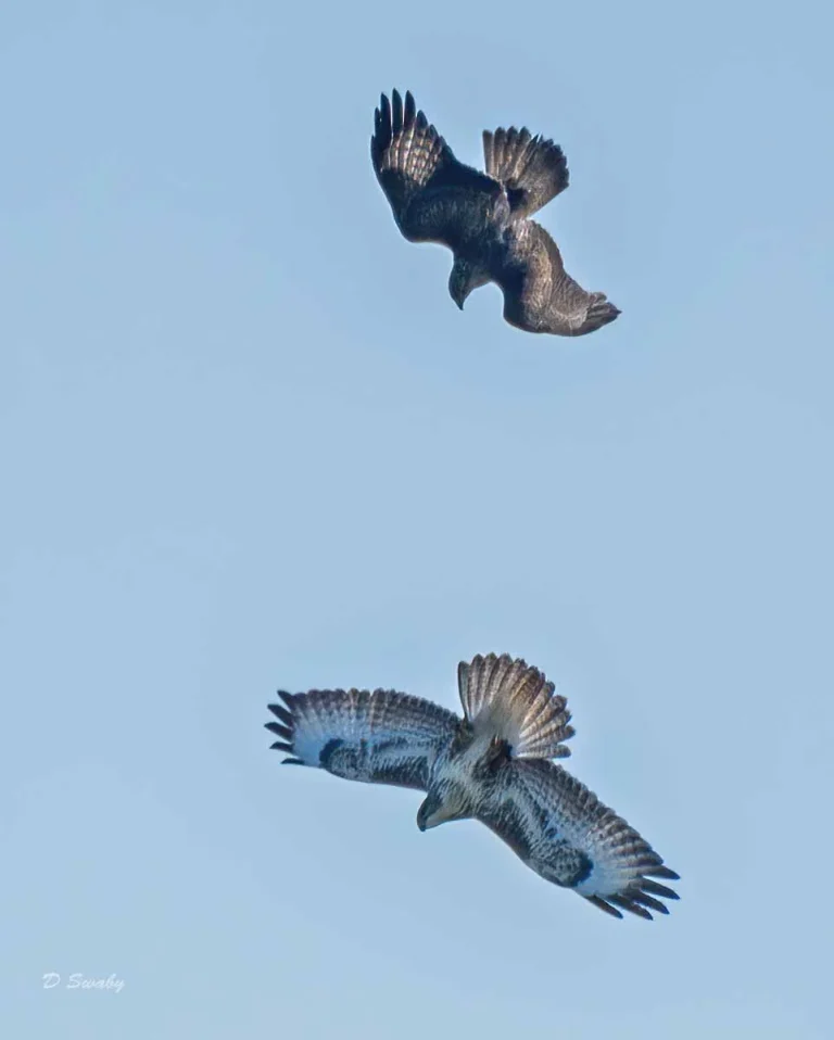 Bird Gallery 2019