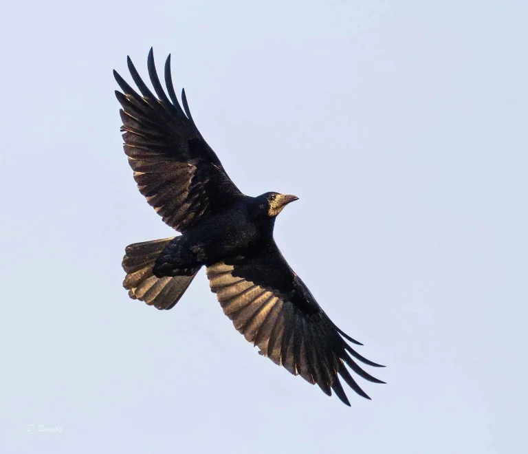Bird Gallery 2019