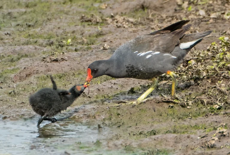 Bird Gallery 2021