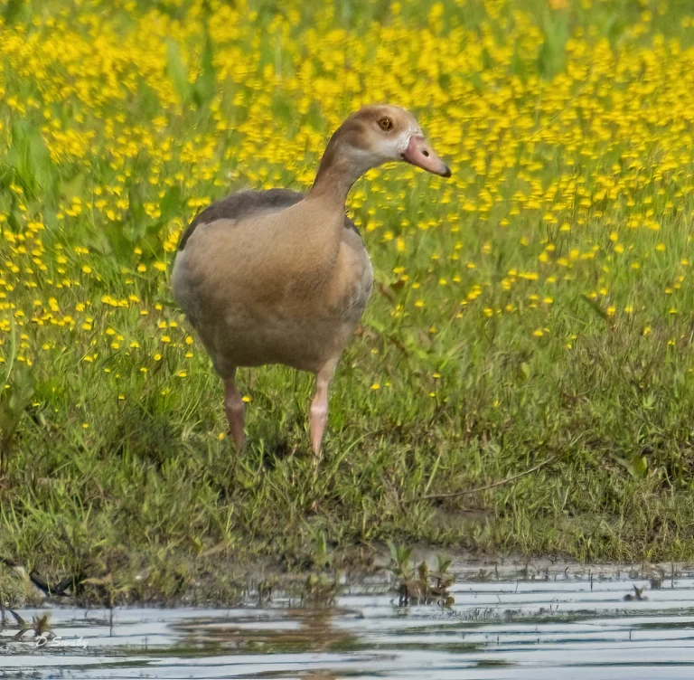Bird Gallery 2021