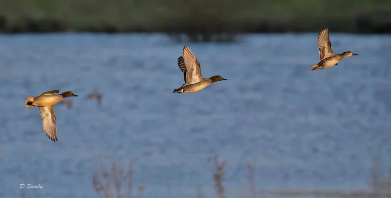 Bird Gallery 2019