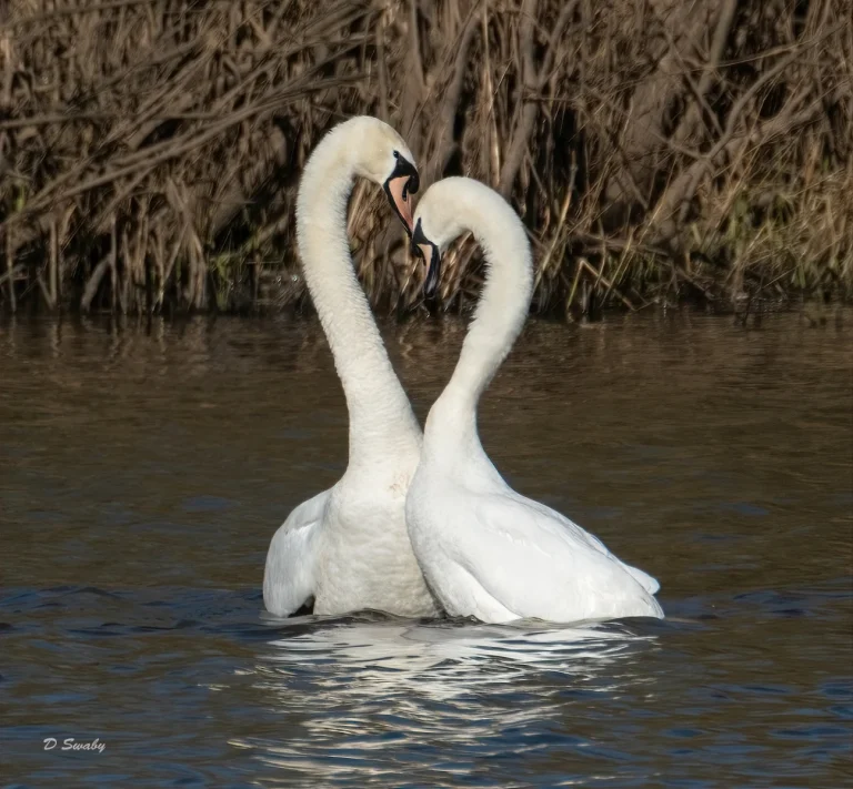 Bird Gallery 2021