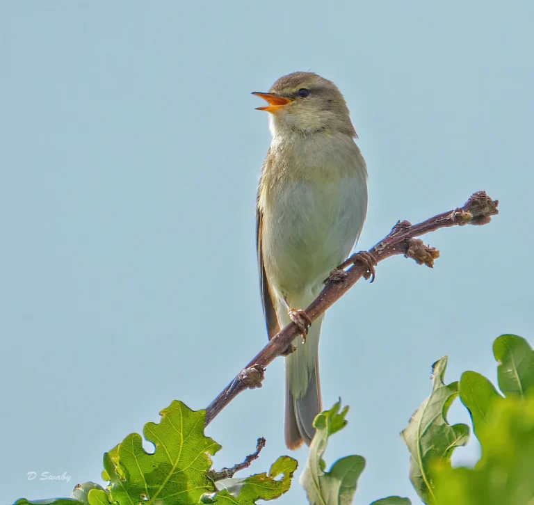 Bird Gallery 2020