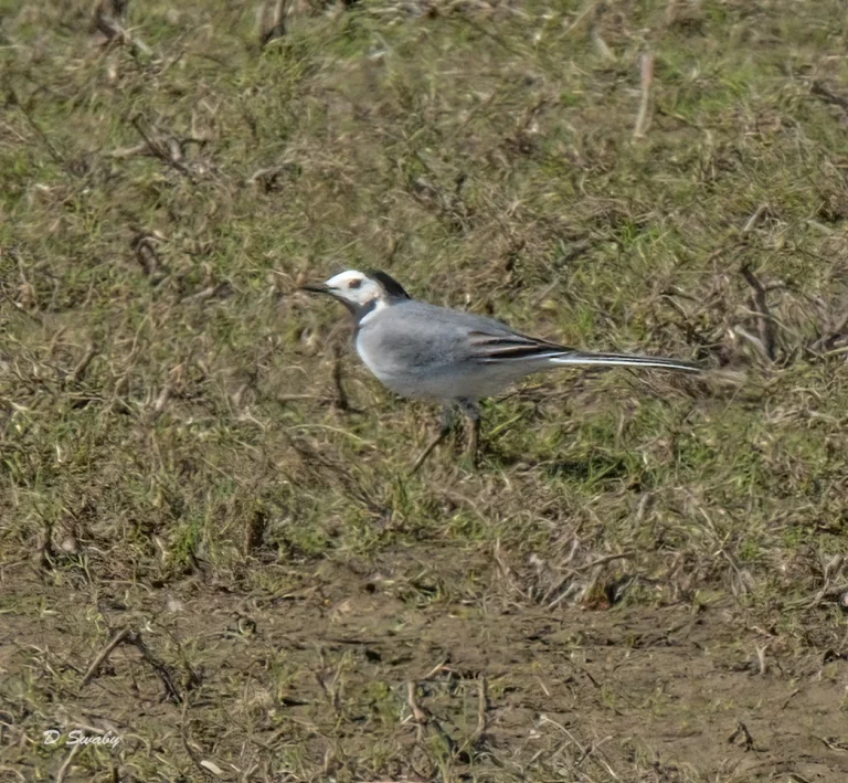 Bird Gallery 2021