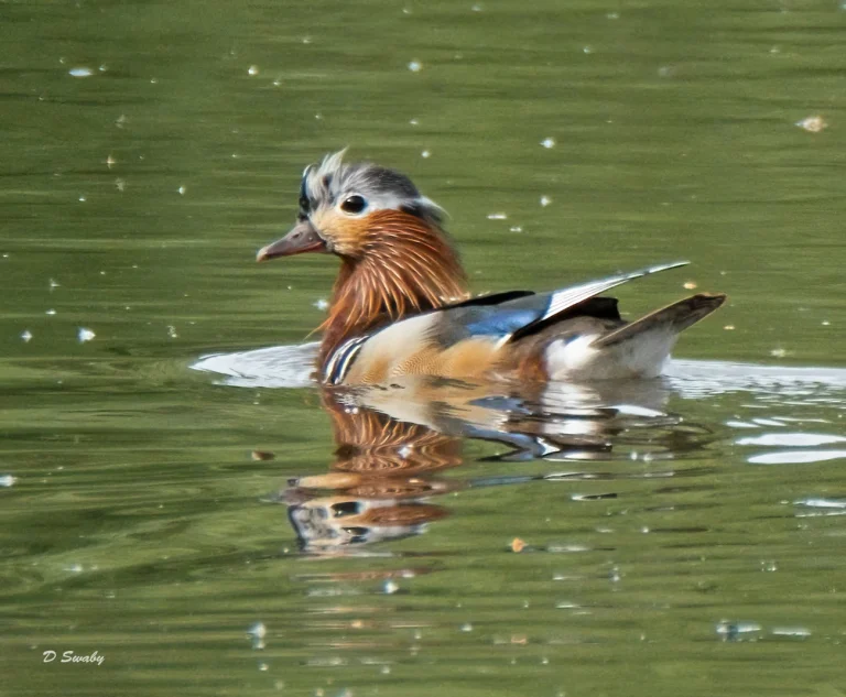 Bird Gallery 2021