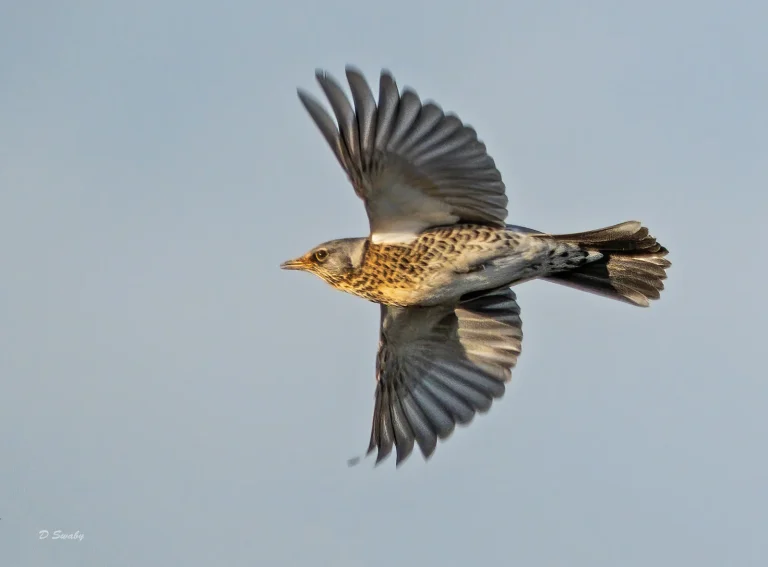 Bird Gallery 2020