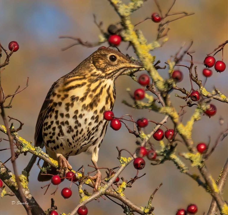 Bird Gallery 2019
