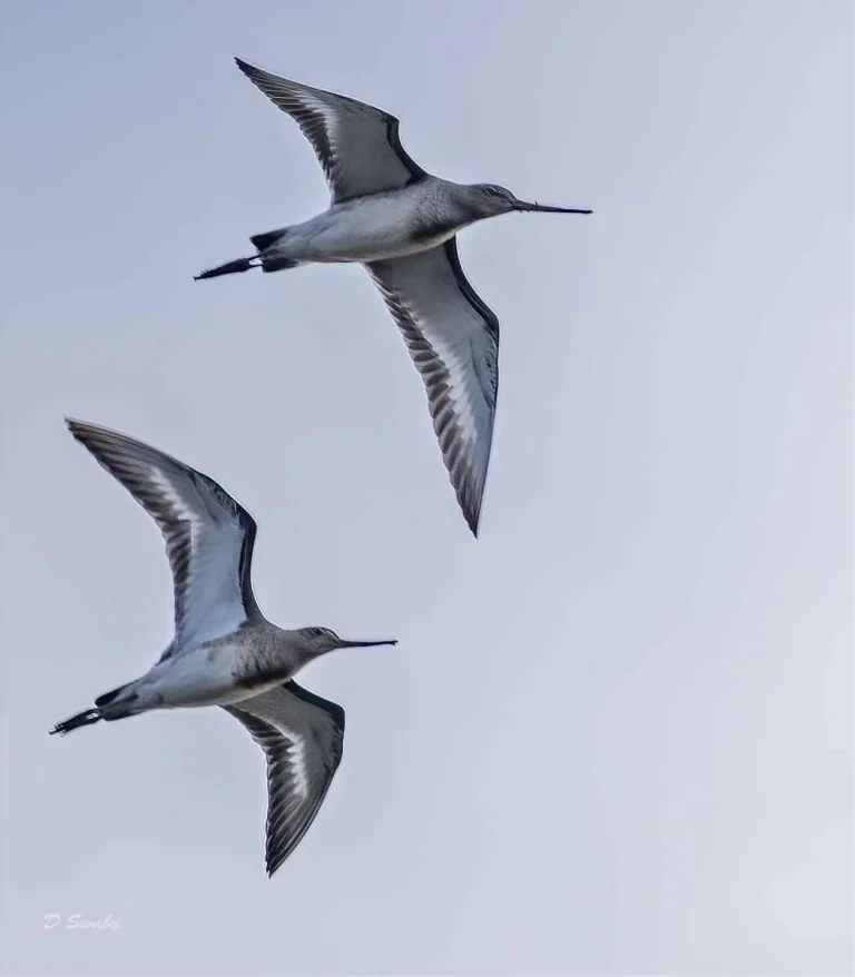 Bird Gallery 2019