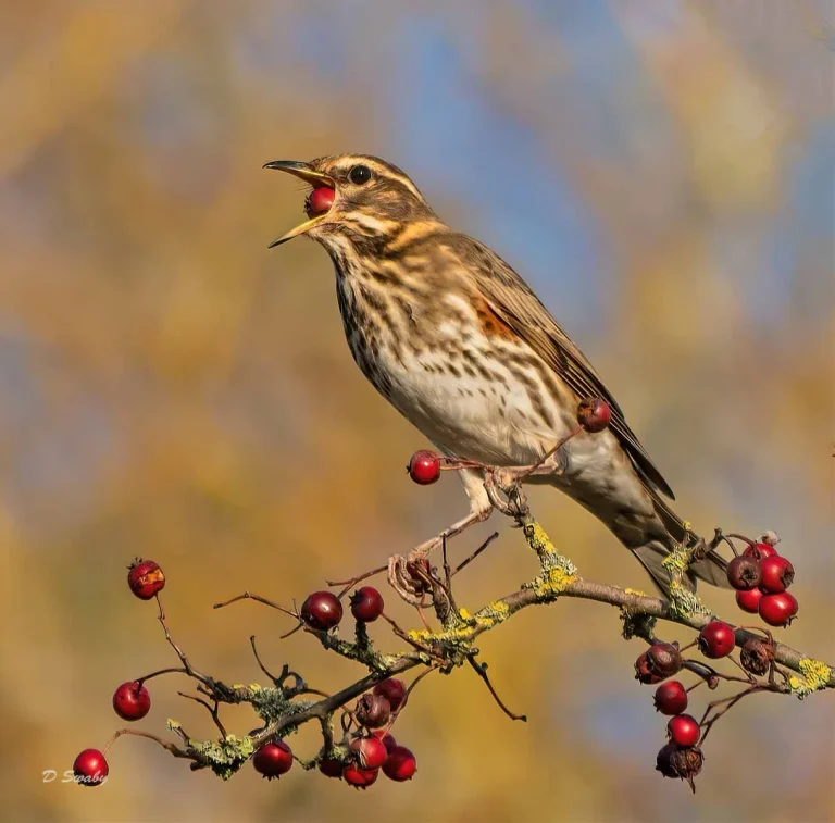 Bird Gallery 2019