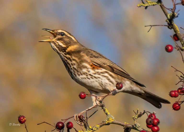 Bird Gallery 2019