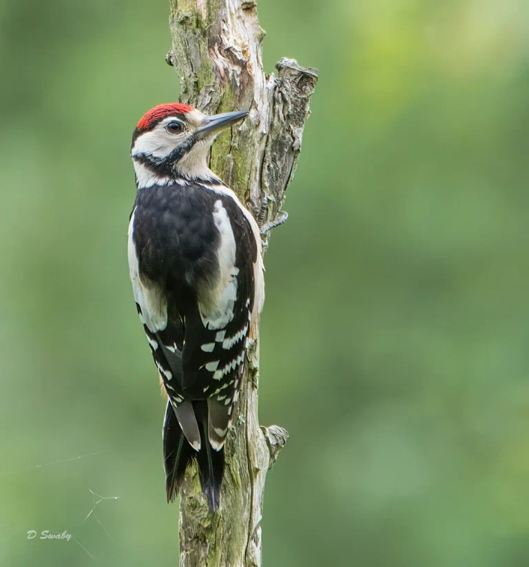 Bird Gallery 2020