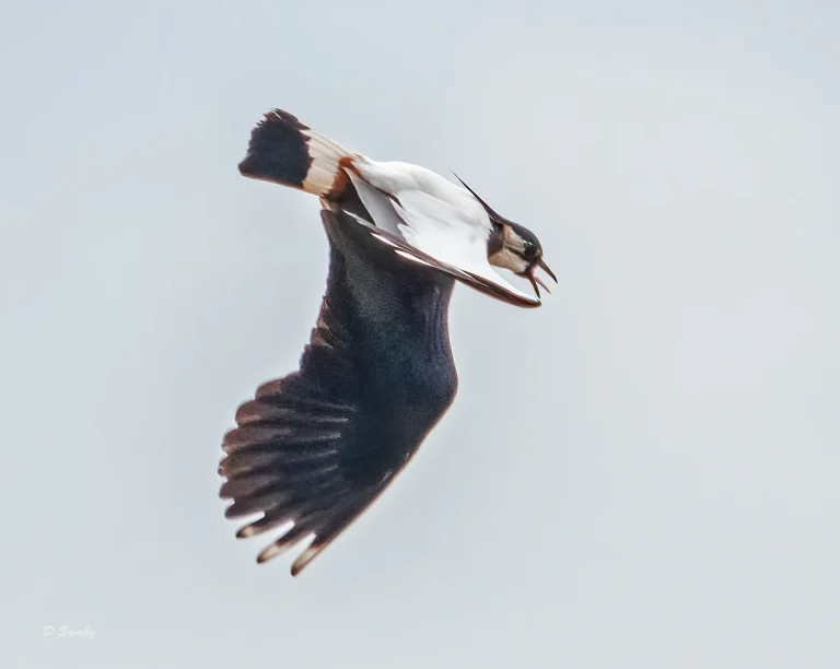 Bird Gallery 2020