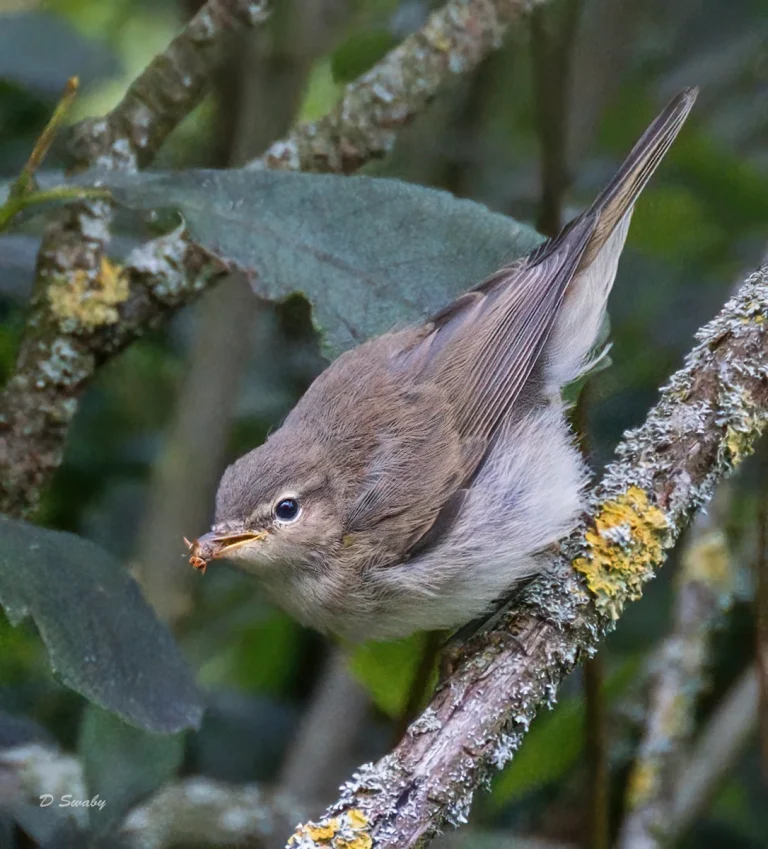 Bird Gallery 2020