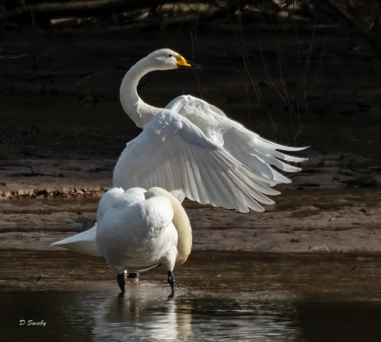 Bird Gallery 2021