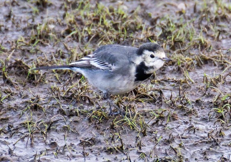 Bird Gallery 2019