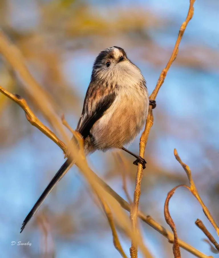 Bird Gallery 2019