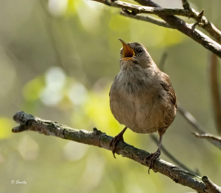 Bird Gallery 2021