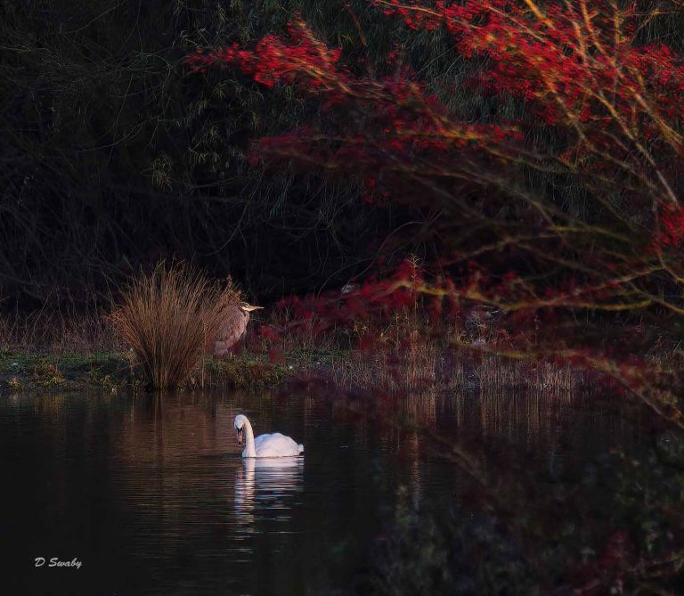 Bird Gallery 2019