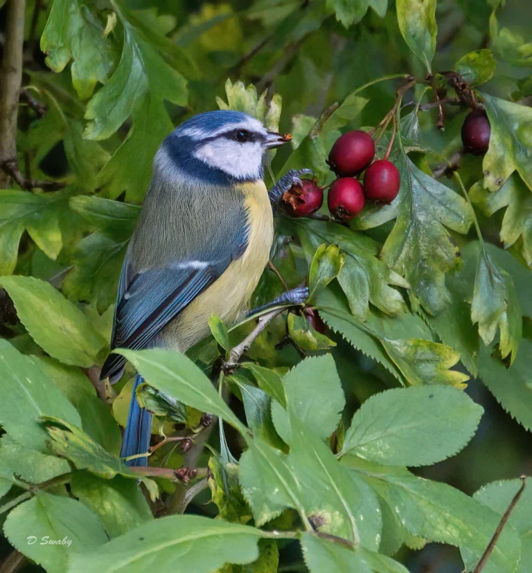 Bird Gallery 2020