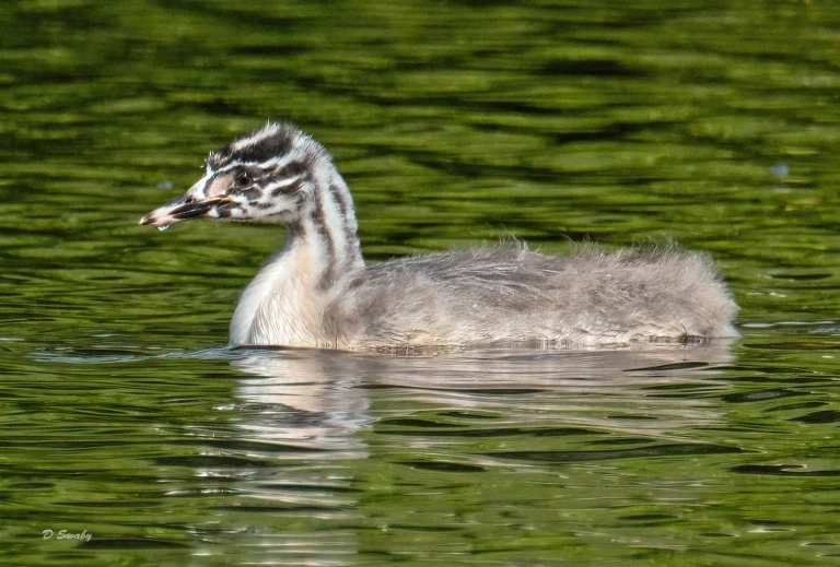 Bird Gallery 2021