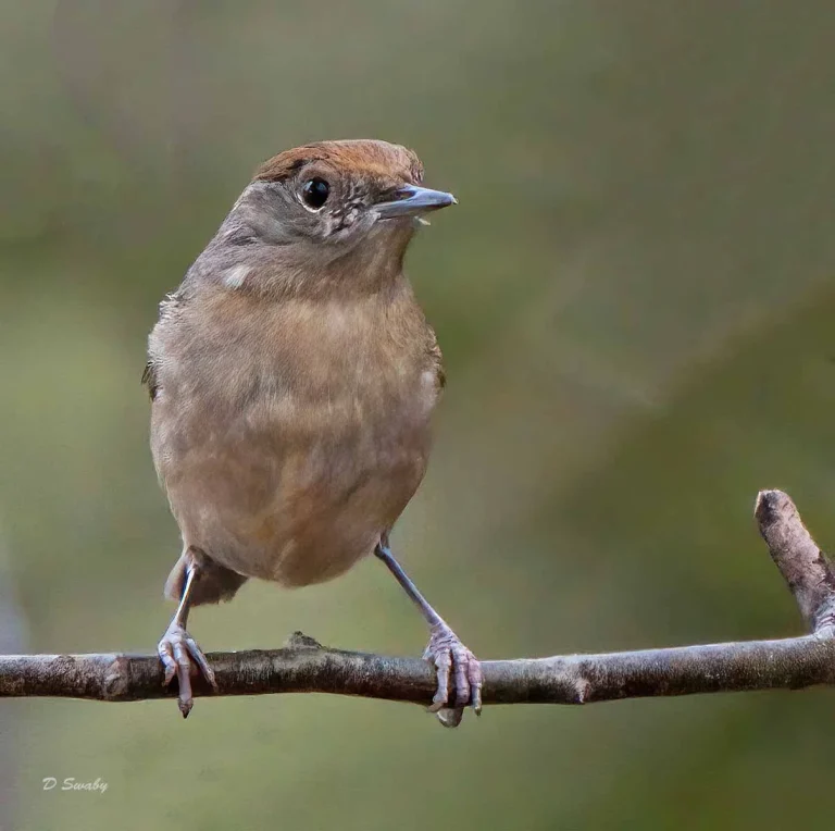 Bird Gallery 2019