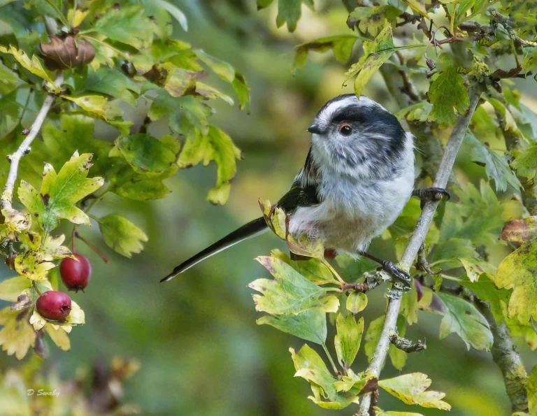 Bird Gallery 2020