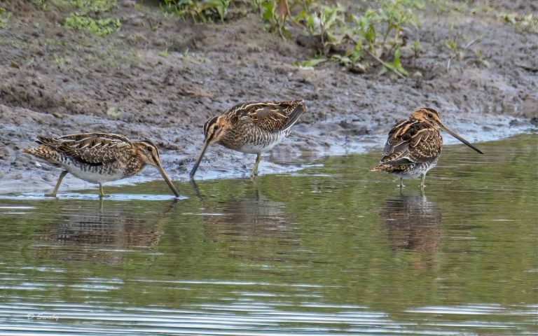 Bird Gallery 2019