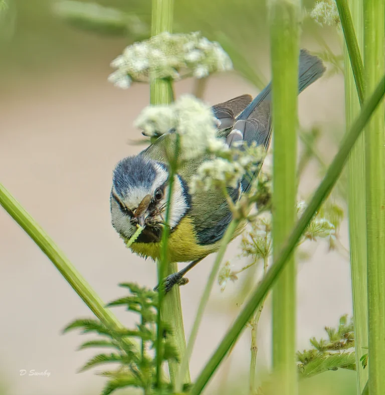 Bird Gallery 2020