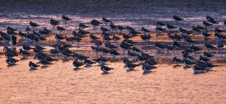 Bird Gallery 2019