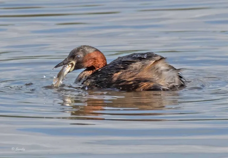 Bird Gallery 2019