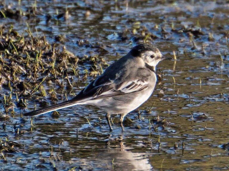 Bird Gallery 2019