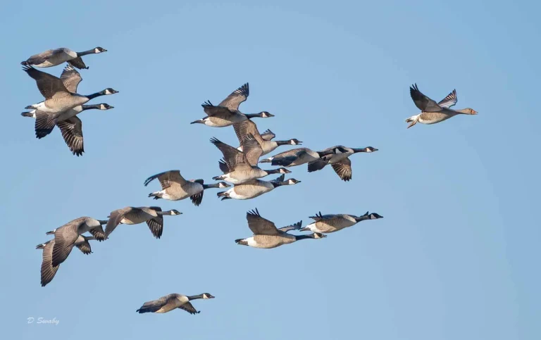 Bird Gallery 2019