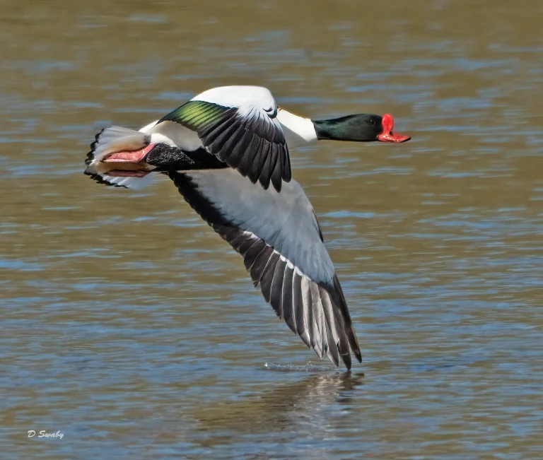 Bird Gallery 2021
