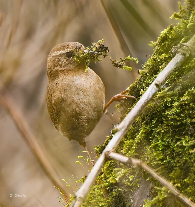 Bird Gallery 2020
