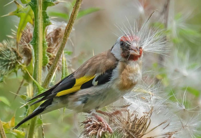 Bird Gallery 2019
