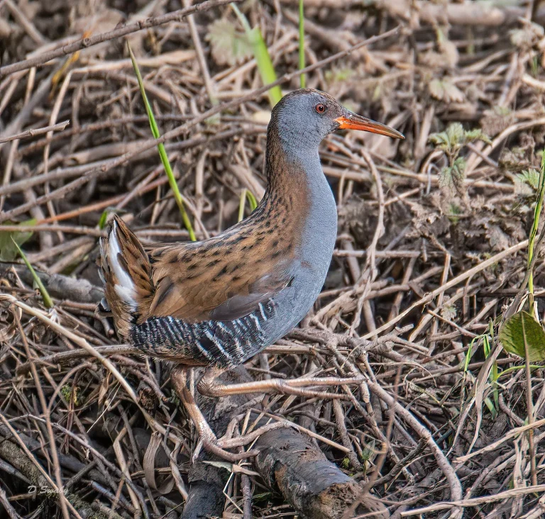 Bird Gallery 2020