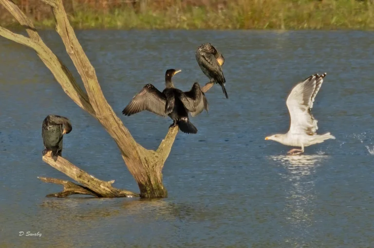 Bird Gallery 2020