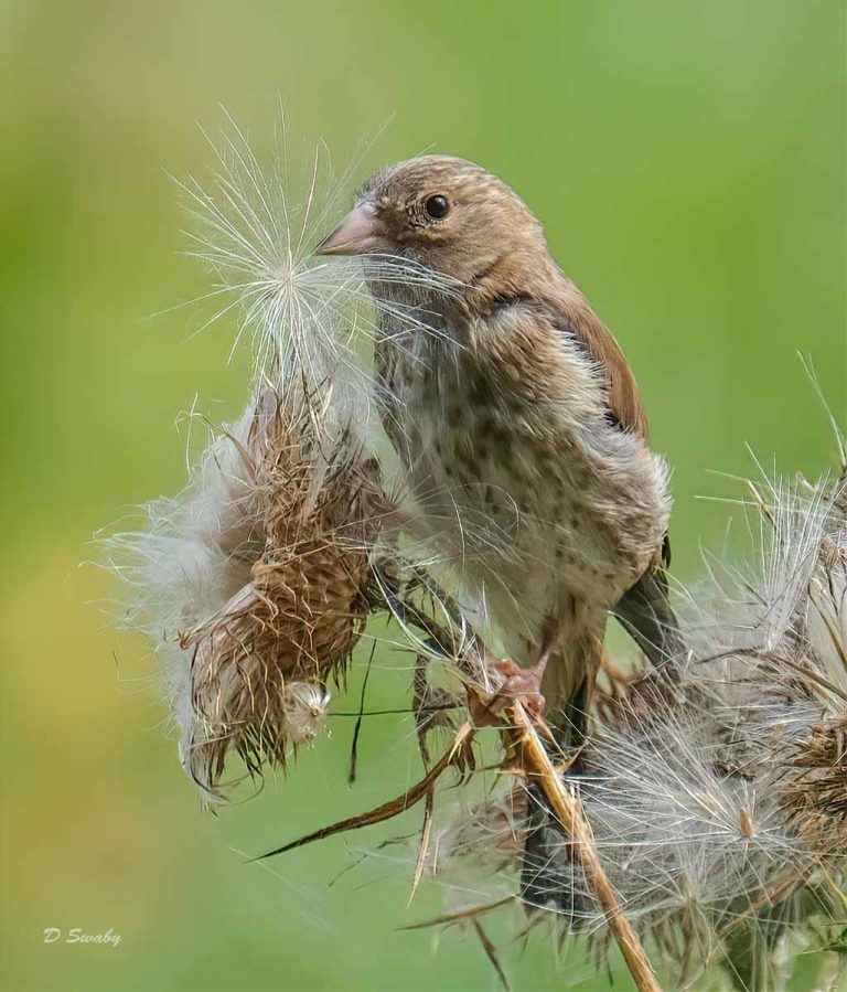 Bird Gallery 2019