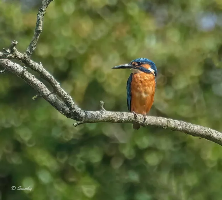Bird Gallery 2019