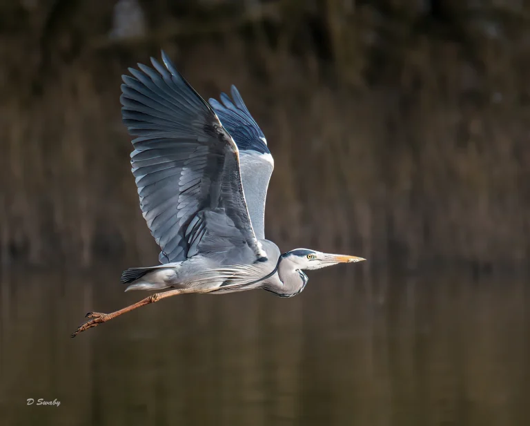 Bird Gallery 2020