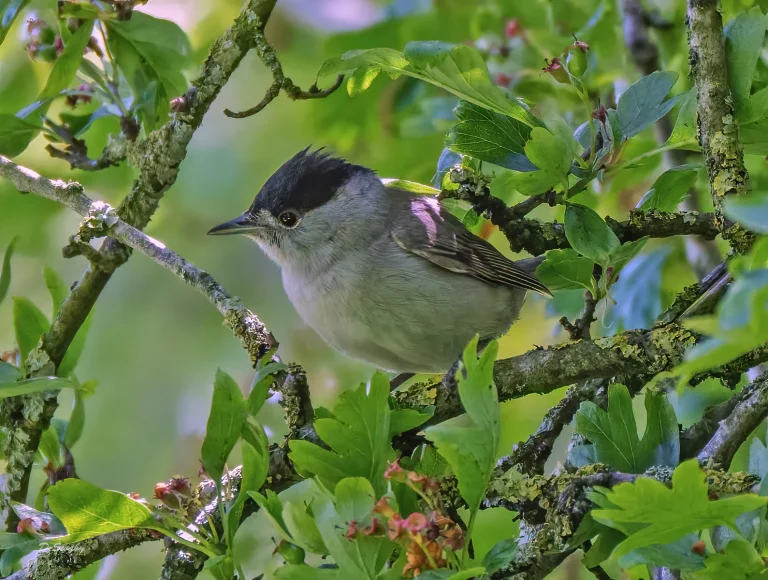 Bird Gallery 2020