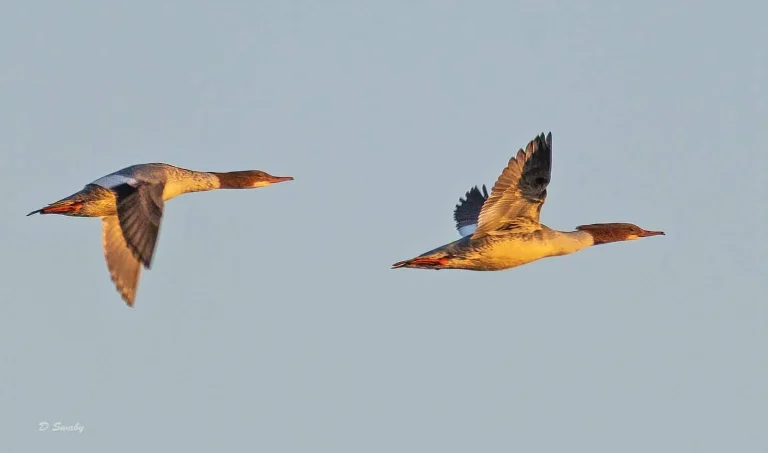 Bird Gallery 2019