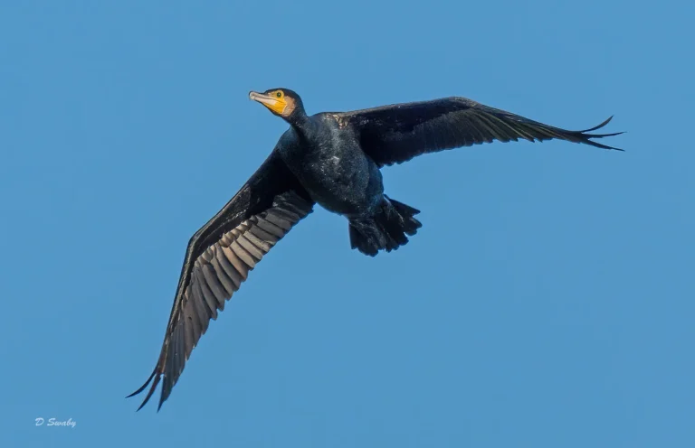 Bird Gallery 2020