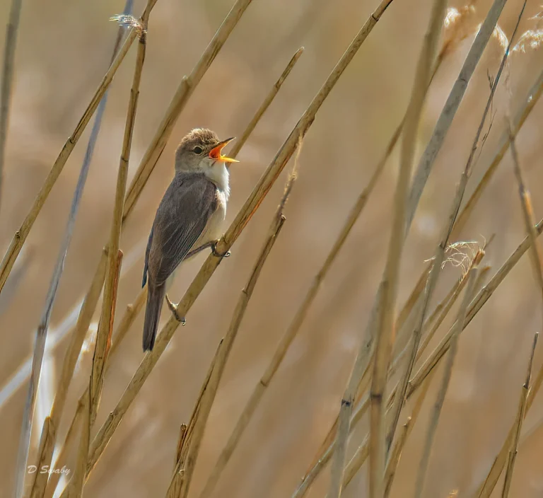 Bird Gallery 2020
