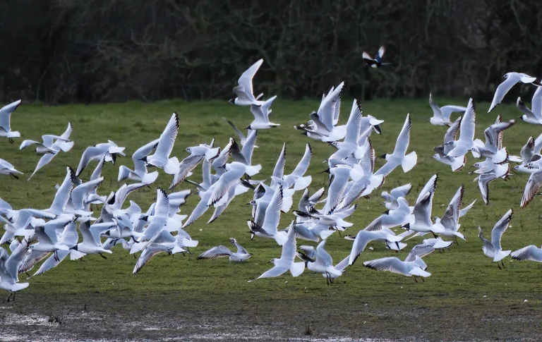 Bird Gallery 2020
