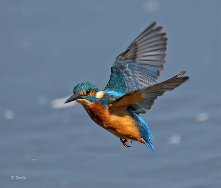 Bird Gallery 2019