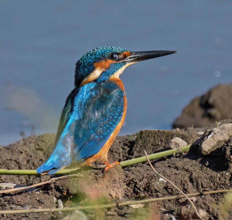 Bird Gallery 2019