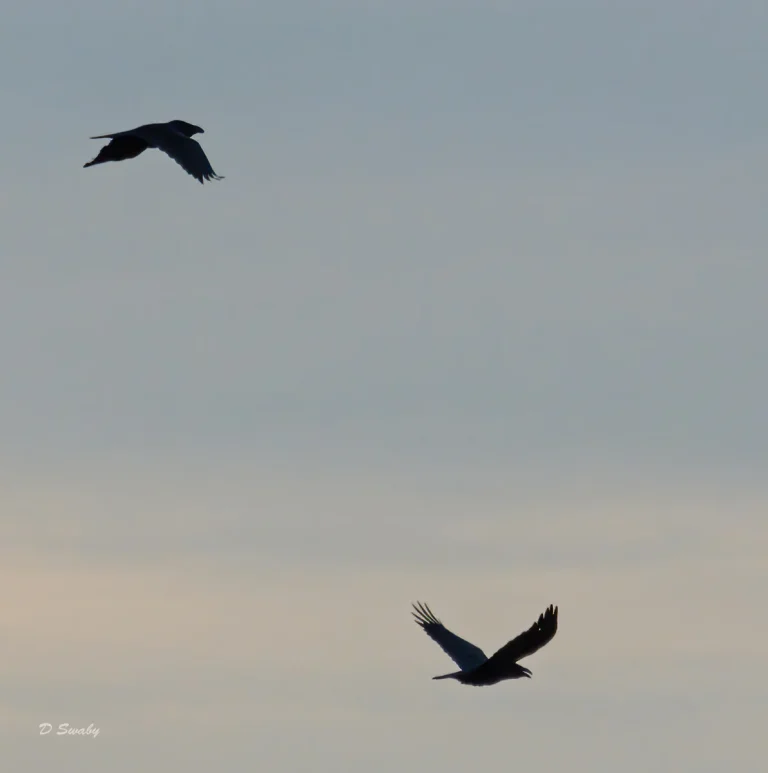 Bird Gallery 2020