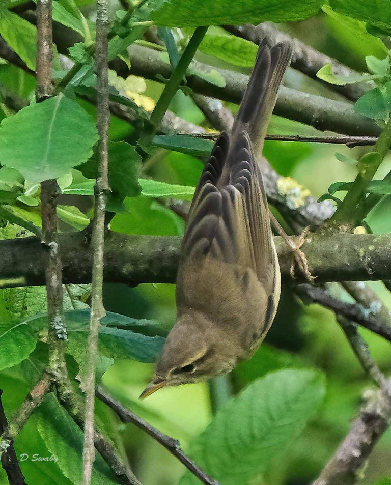 Bird Gallery 2019